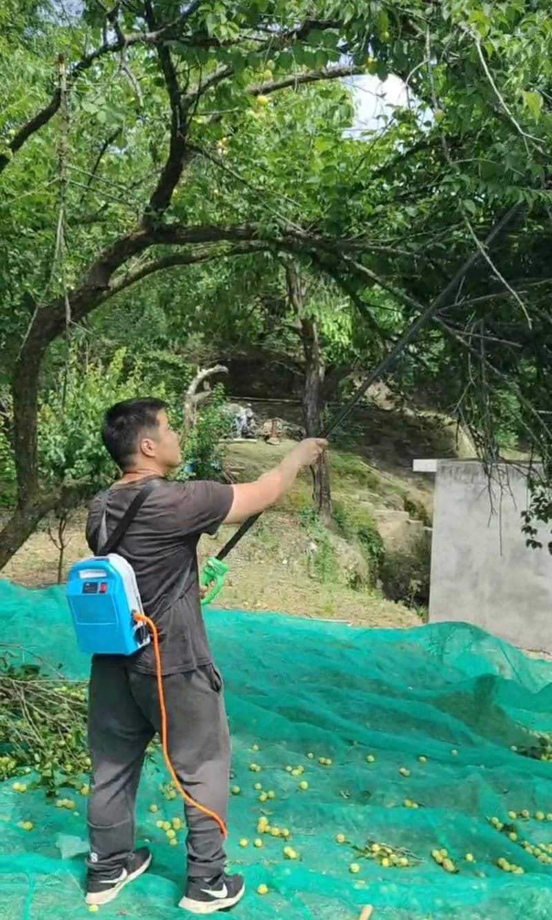 Mechanical harvesting in orchard using portable fruit picker