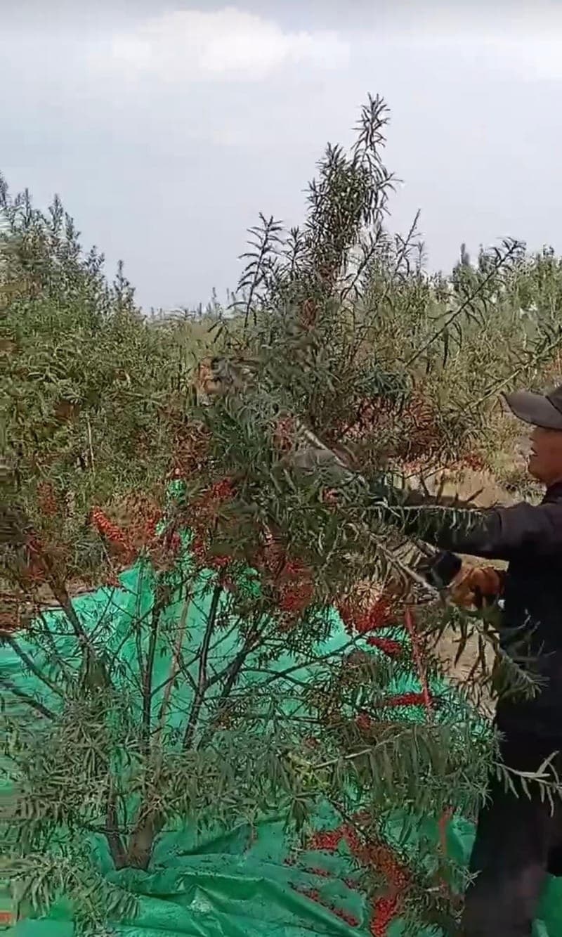 KuaYiDe electric fruit harvester tree shaker in action