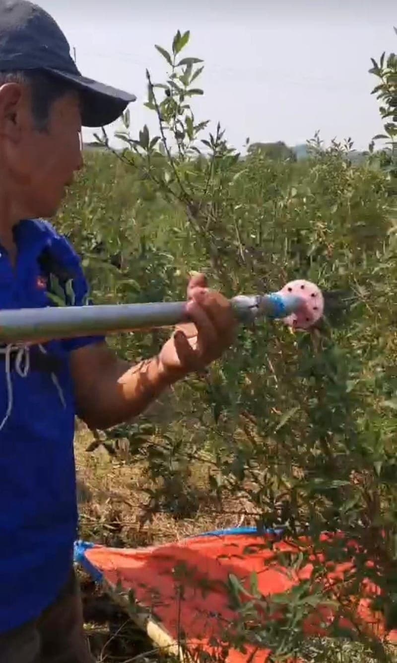 Operating fruit harvesting machine in dense crop area