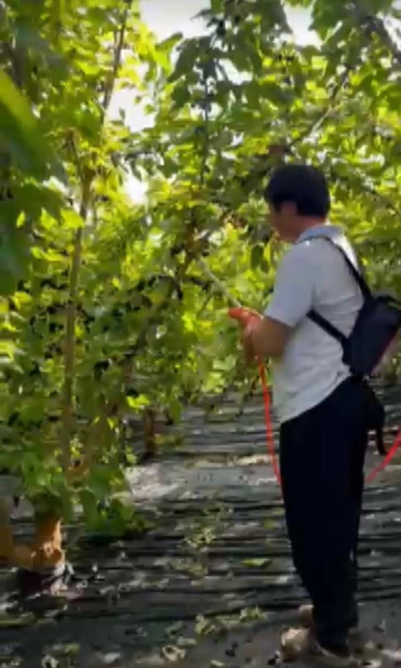 Fruit harvesting machine adaptable to various terrains