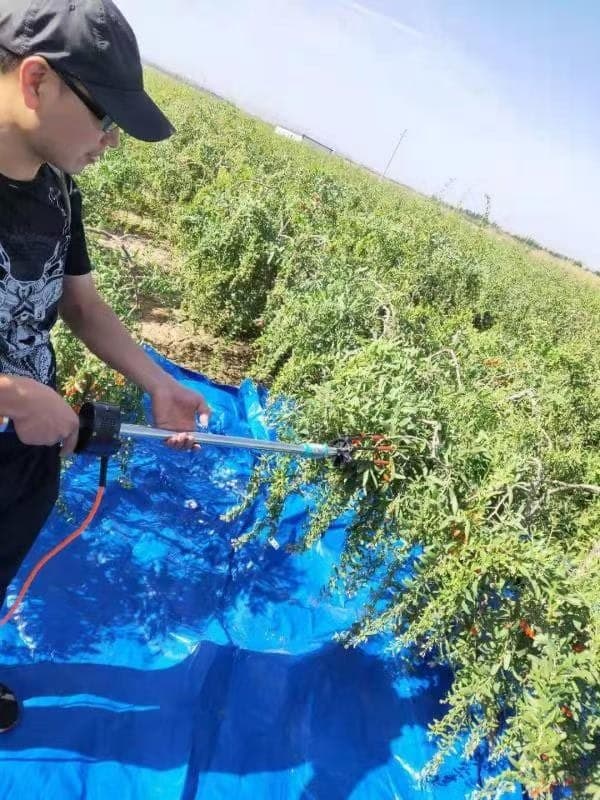 Large-scale mechanical harvesting with tree shaker machine