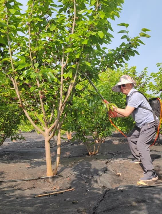 Before and after comparison with portable fruit picker