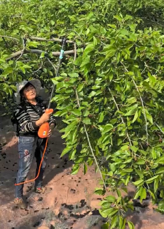 Harvest efficiency data for electric fruit harvester