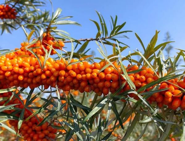 آلة قطف النبق البحري - ماكينة حصاد للطقس البارد